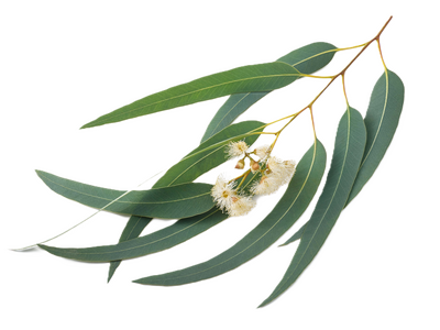 Eucalyptuszweig mit Blättern und Blüten als Quelle für Eucalyptusöl