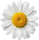Kamillenblüte für den pflanzlichen Wirkstoff Matricaria chamomilla